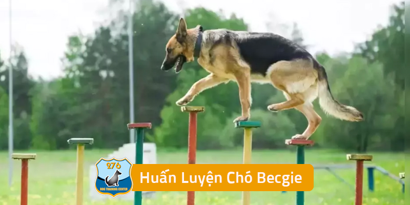 Huấn Luyện Chó Becgie