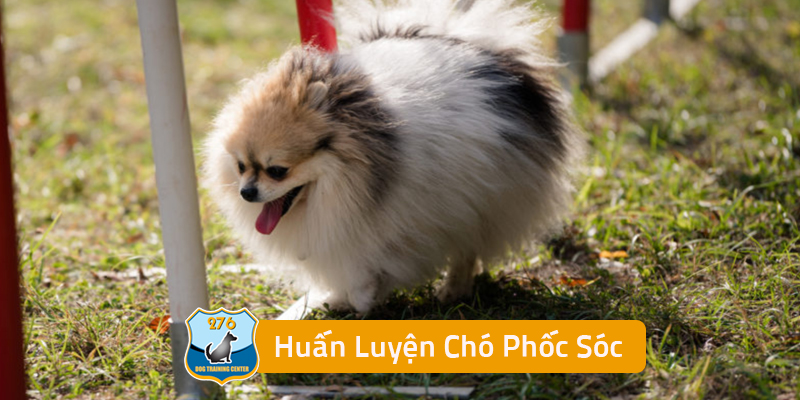 Huấn Luyện Chó Phốc Sóc