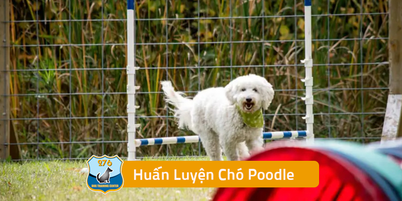 Huấn Luyện Chó Poodle