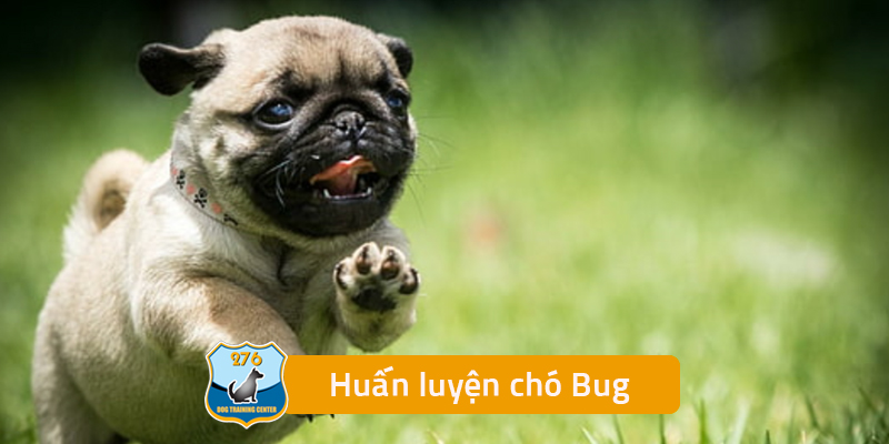 Huấn Luyện Chó Pug