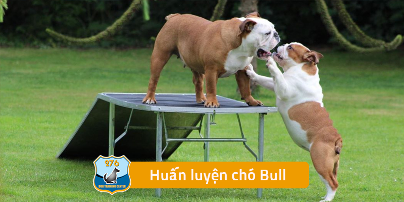 Huấn luyện chó Bull