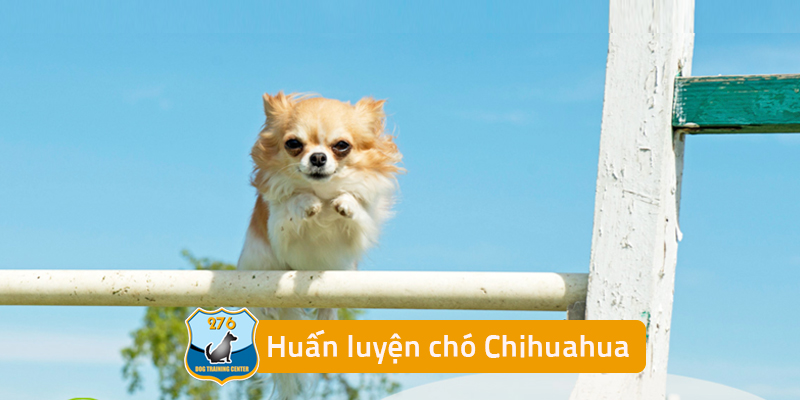 Huấn luyện chó Chihuahua