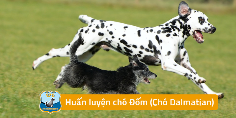 Huấn luyện chó Đốm - Chó Dalmatian