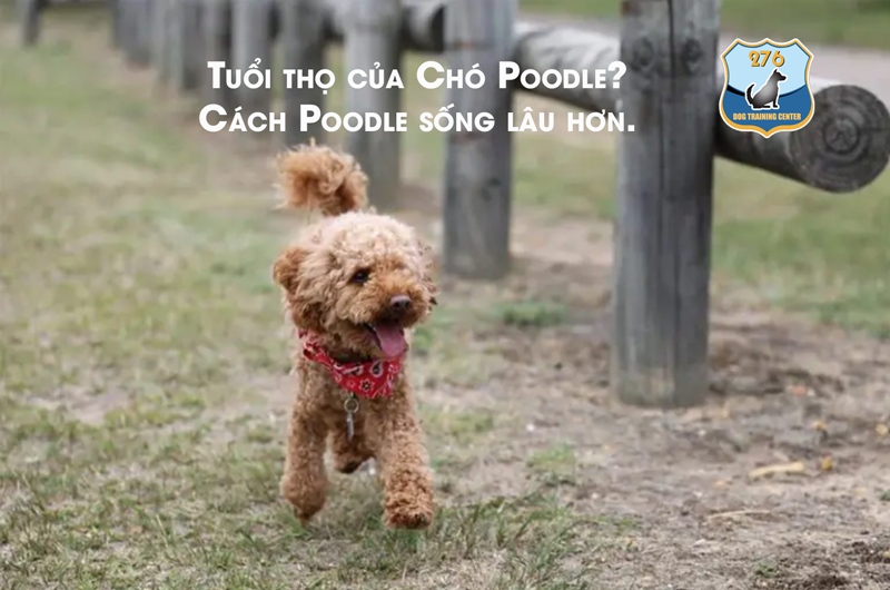 Tuổi thọ của Chó Poodle ? Cách Poodle sống lâu hơn.